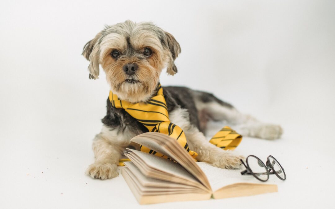 puppy in gold tie with book and glasses VENTUREWRITE blog what's your story