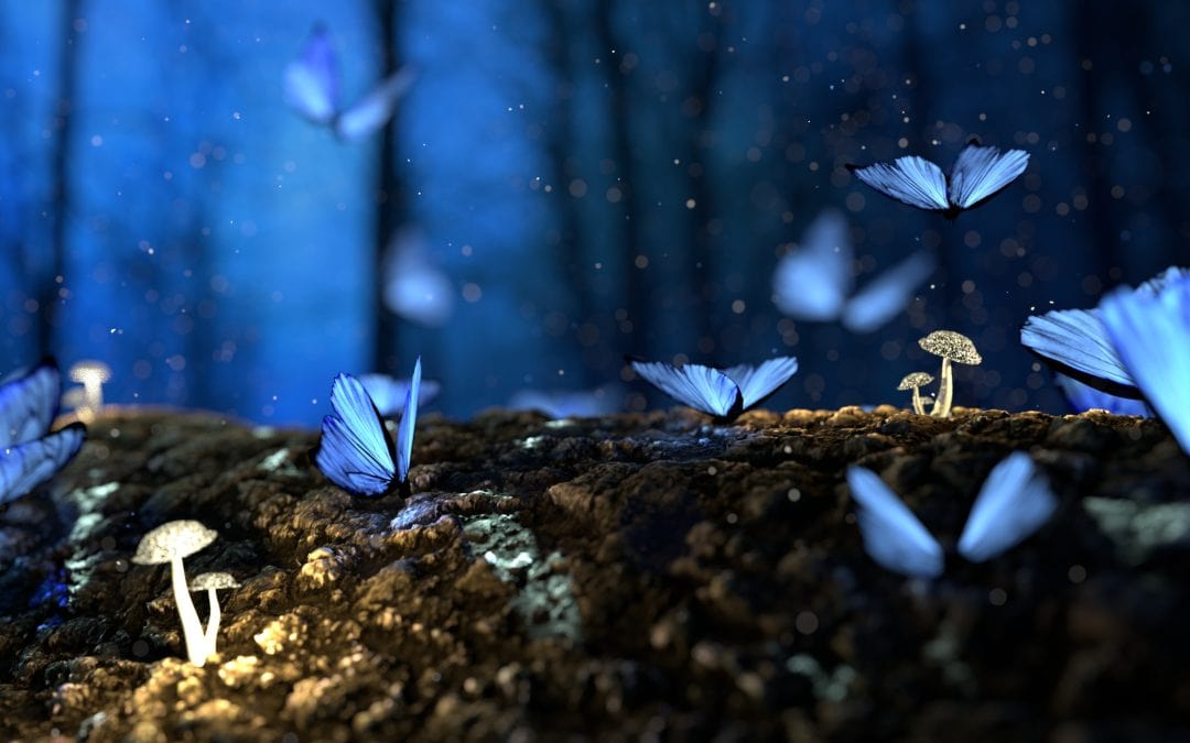 blue butterflies at night - some flying some on the forest floor